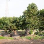  אבוקדו מעקירה - אטינגר