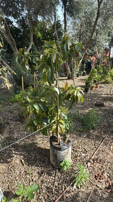 אבוקדו ריד - 25 ליטר