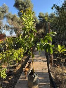 גויאבה אדומה 25 ליטר חדש