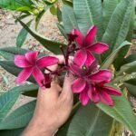קורונה סאנסאט פריחה
