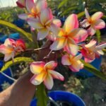 וורה קרוז רוז - פריחה