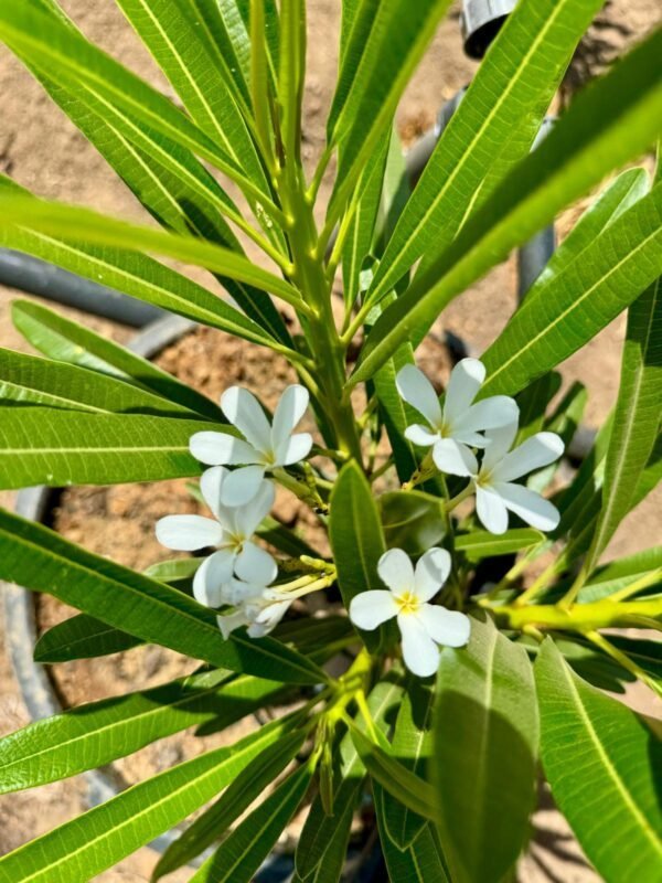 פיטנה צרת עלים פריחה