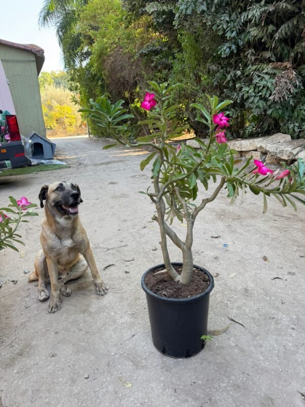 אדניום - 25 לךיטר