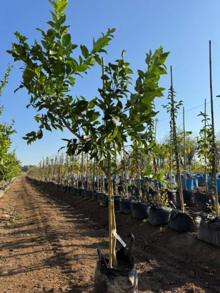 לימון איילת 25 ליטרלימון איילת 25 ליטר