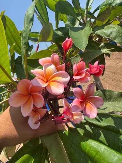 להבה טרופית פריחה