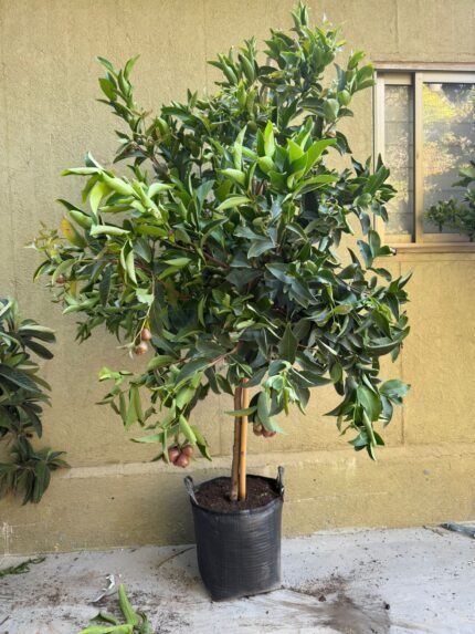 תפוח מים 50 ליטר