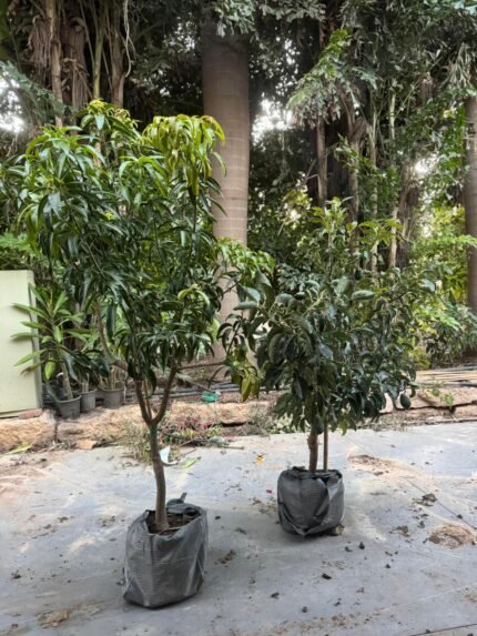 מנגו + אבוקדו בוגרים (50 ליטר)