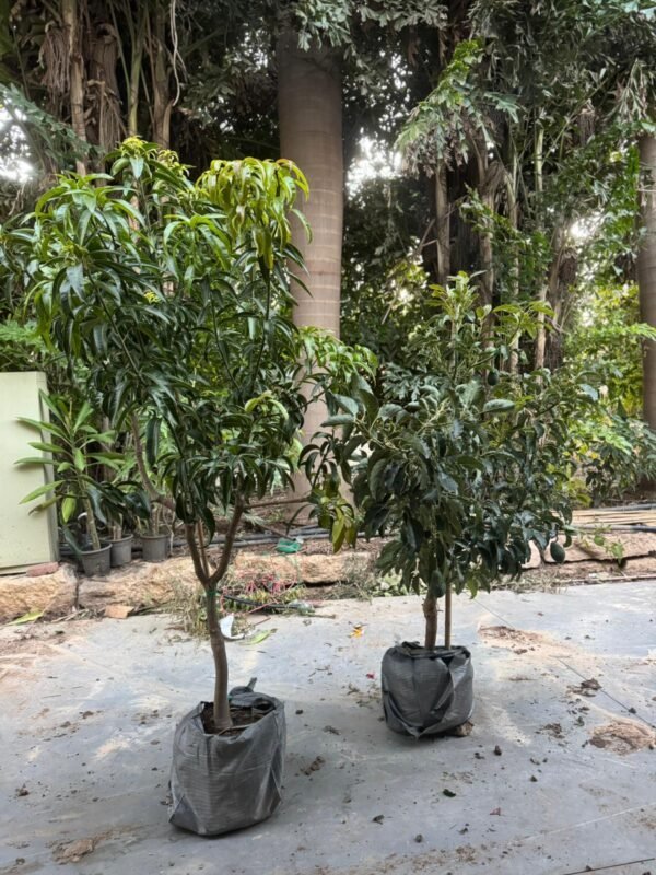 מנגו + אבוקדו בוגרים (50 ליטר)