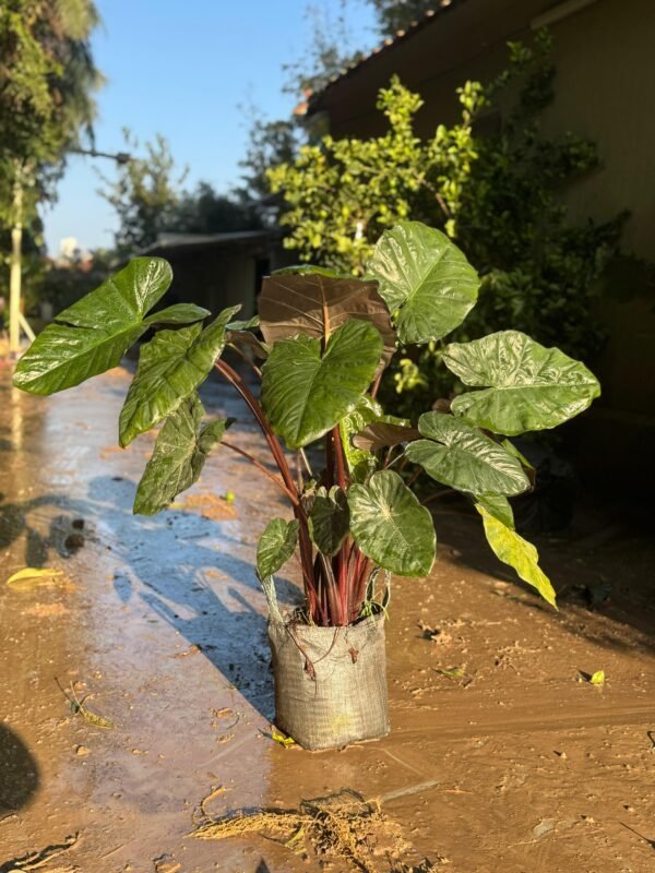 אוזן פיל אדום - 15 ליטר