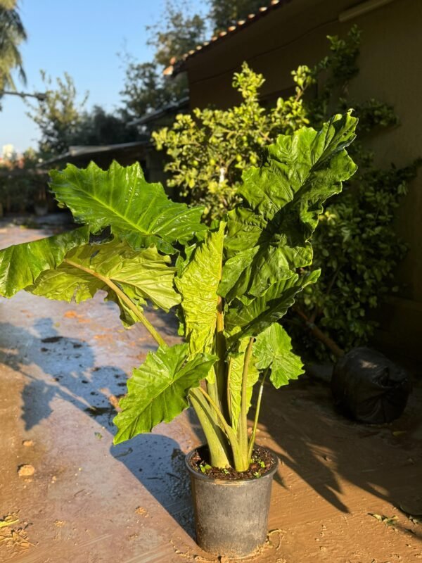 אוזן פיל אלוקזיה - 25 ליטר