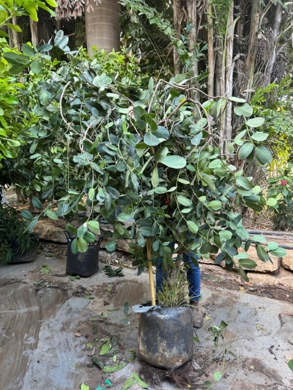 ווטר ברי - 50 ליטר