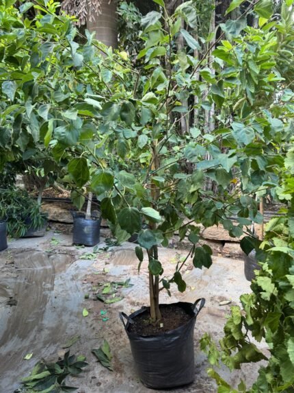 צה סיני - 25 ליטר