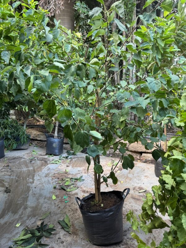 צה סיני - 25 ליטר