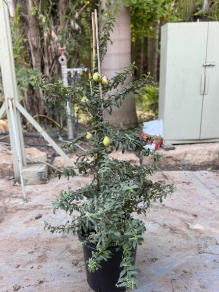 גויאבה ננסית 25 ליטר