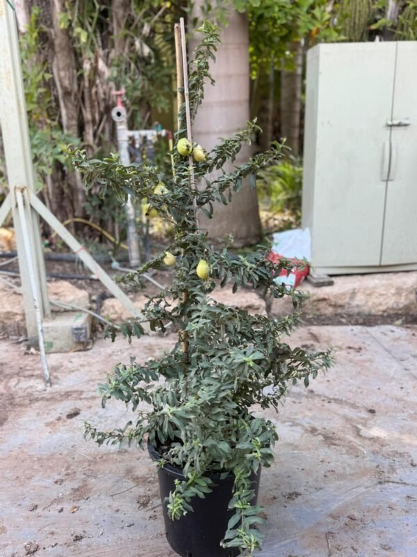 גויאבה ננסית 25 ליטר