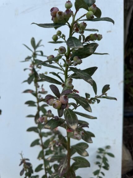 שיח אוכמניות פריחה + פרי