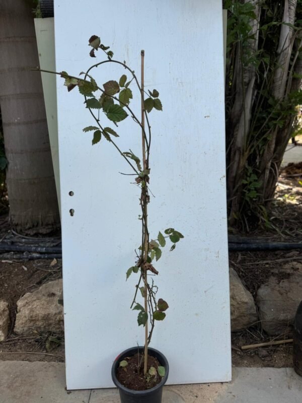 שיח פטל 10 ליטר