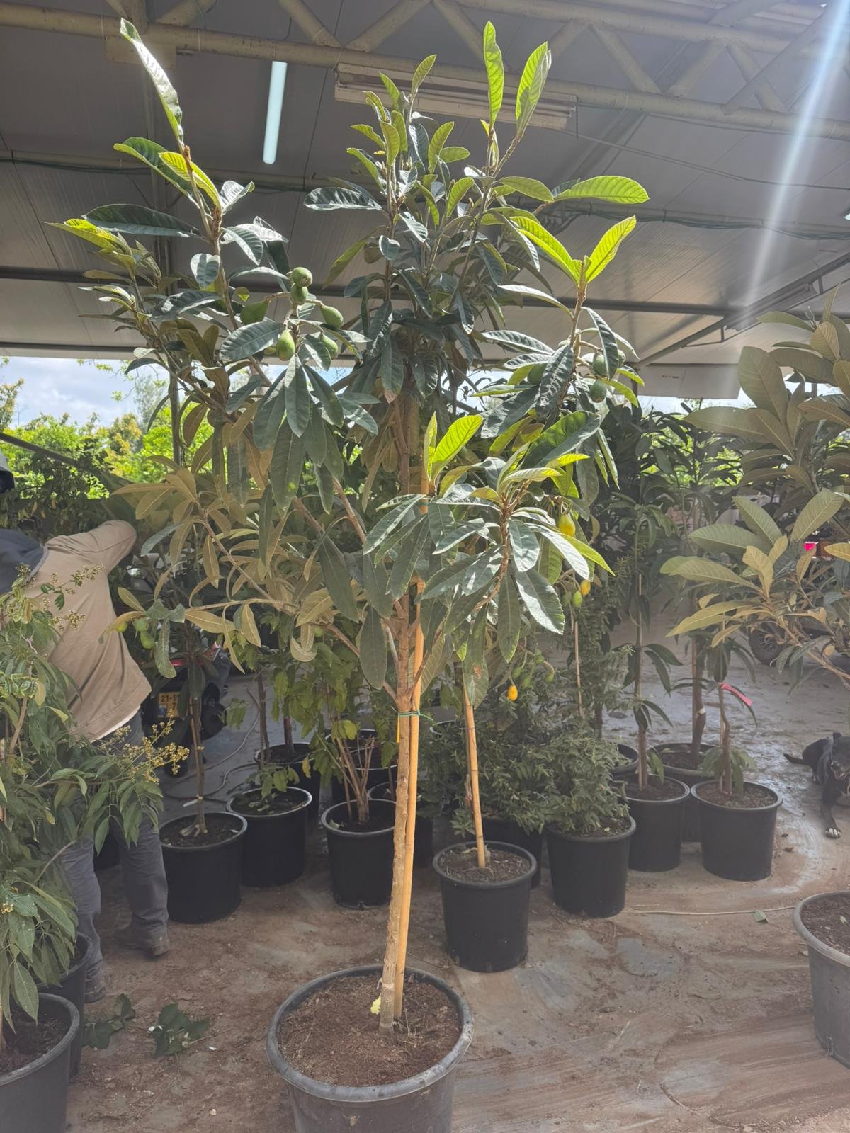 שסק איברי - 50 ליטר שסק איברי - 50 ליטר