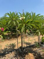 ⁦מבצע קיץ: פלומריה 50 ליטר 2 ב 2000⁩ – תמונה ⁦2⁩