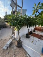 ⁦מבצע קיץ: פלומריה 50 ליטר 2 ב 2000⁩ – תמונה ⁦4⁩