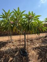 ⁦מבצע קיץ: פלומריה 50 ליטר 2 ב 2000⁩ – תמונה ⁦5⁩