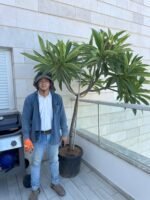 ⁦מבצע קיץ: פלומריה 50 ליטר 2 ב 2000⁩ – תמונה ⁦3⁩