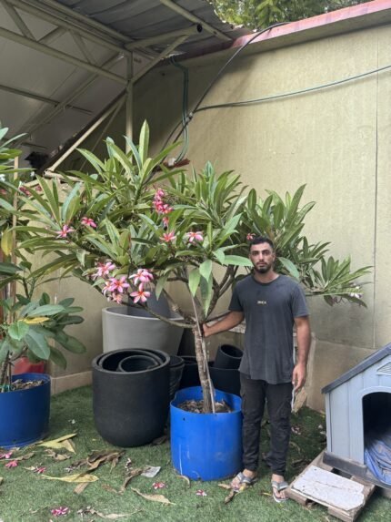 פיטנה טרזה ווילדר 100 ליטר מס 2